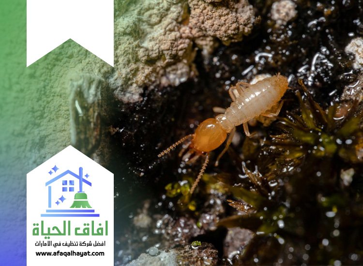 شركة مكافحة العتة في ام القيوين