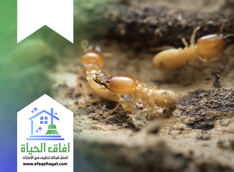 شركة مكافحة العتة في دبي