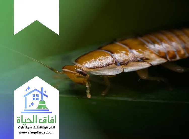 شركة مكافحة صراصير في ام القيوين