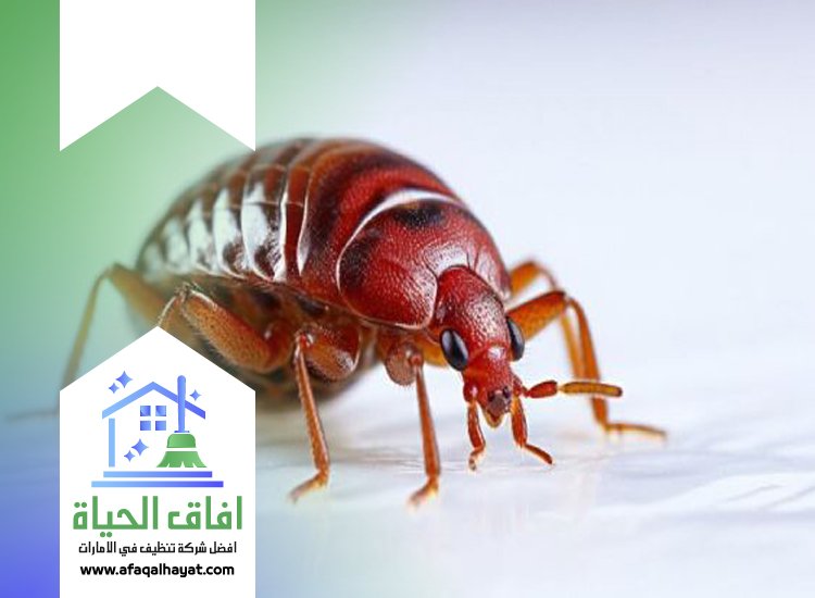 شركة مكافحة بق الفراش في دبي