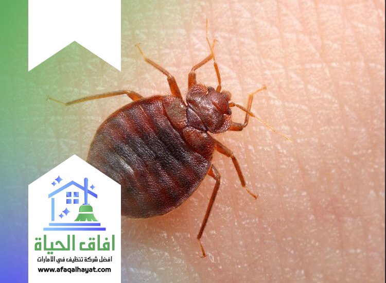 شركة مكافحة بق الفراش في دبي