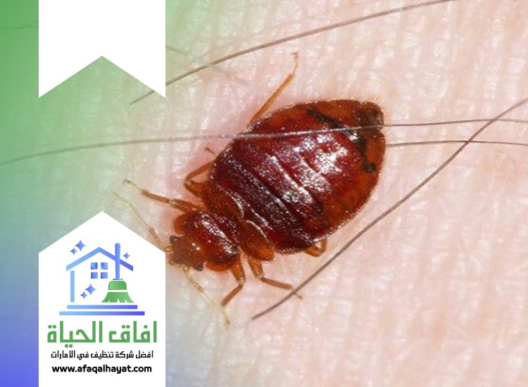 شركة مكافحة بق الفراش في دبي