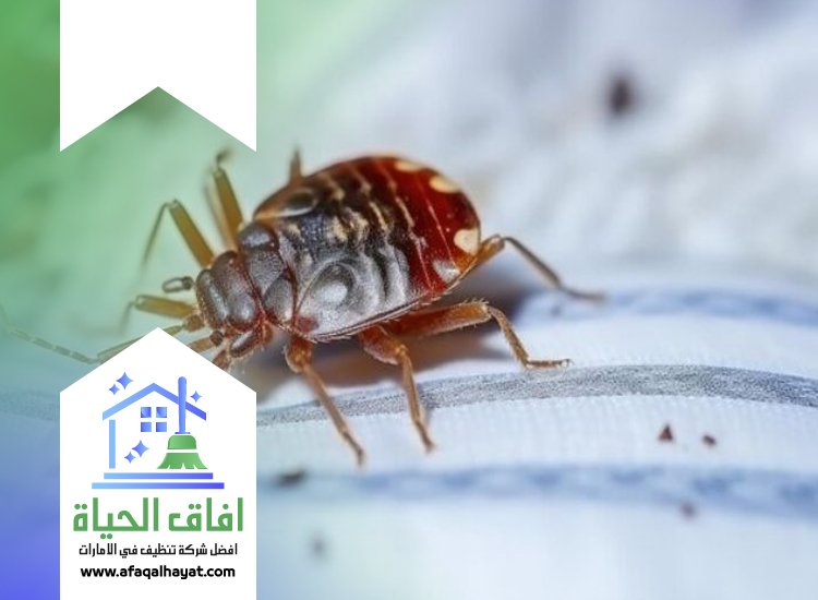 شركة مكافحة بق الفراش في الشارقة