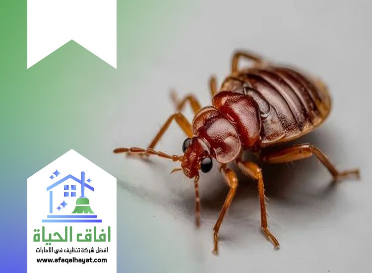 شركة مكافحة بق الفراش في الشارقة