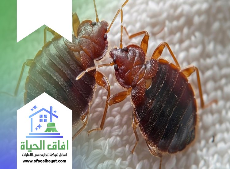 شركة مكافحة بق الفراش في الشارقة