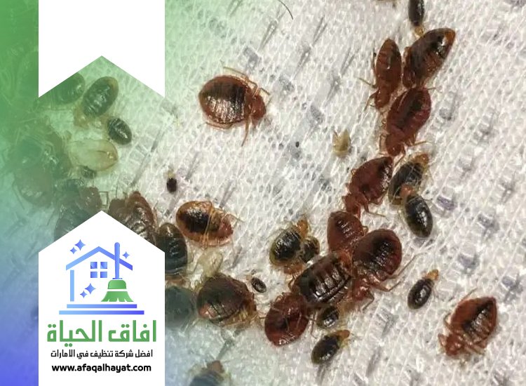 شركة مكافحة بق الفراش في عجمان
