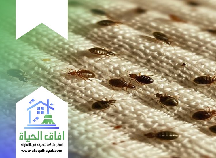 شركة مكافحة بق الفراش في عجمان