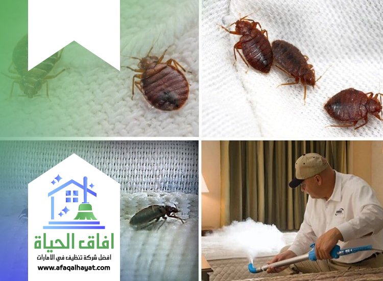 شركة مكافحة بق الفراش في عجمان