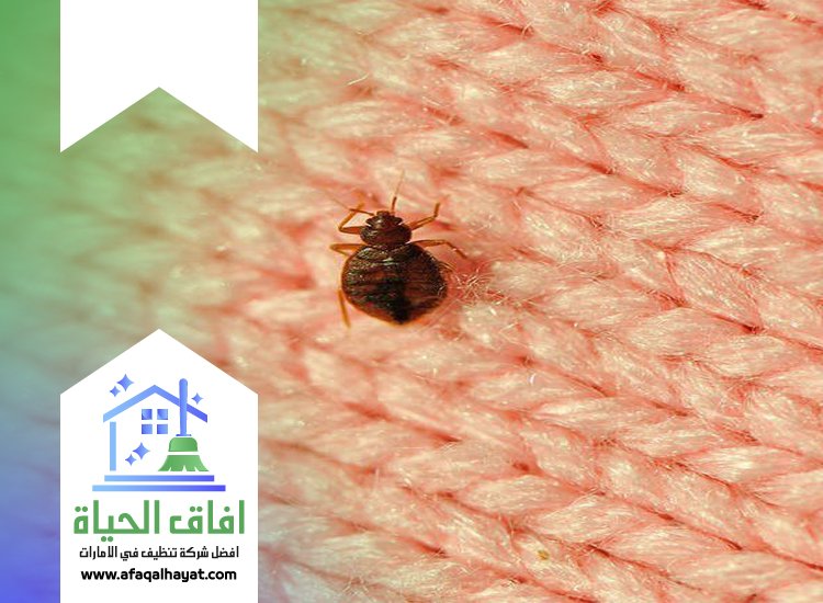 مكافحة بق الفراش في راس الخيمة