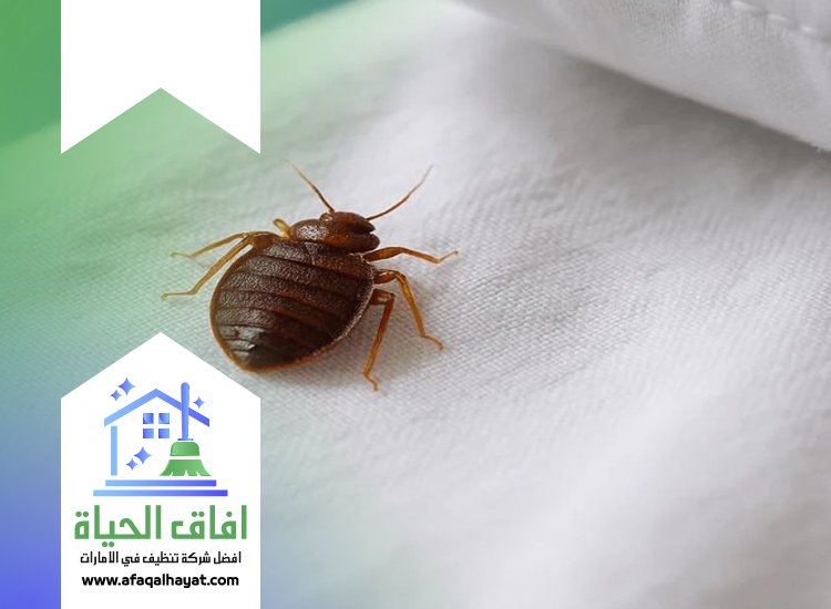 مكافحة بق الفراش في راس الخيمة