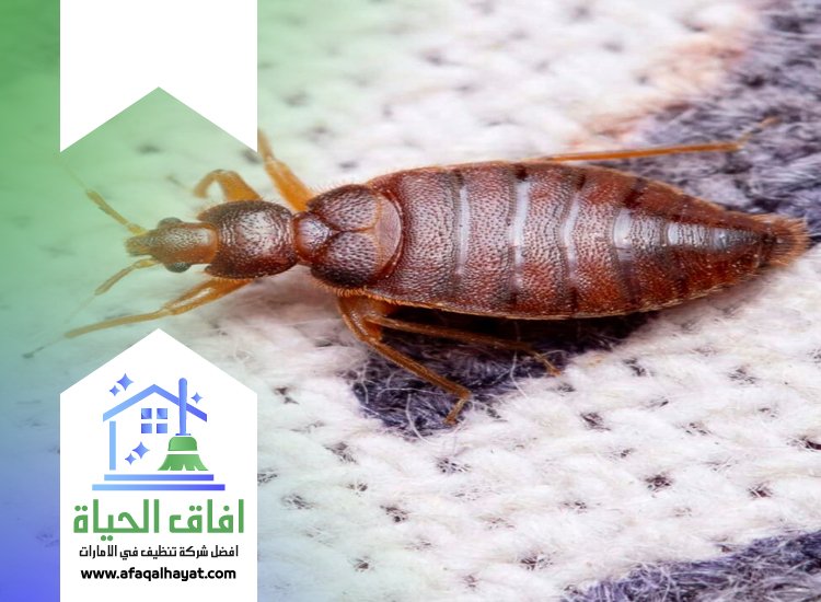 مكافحة بق الفراش في راس الخيمة