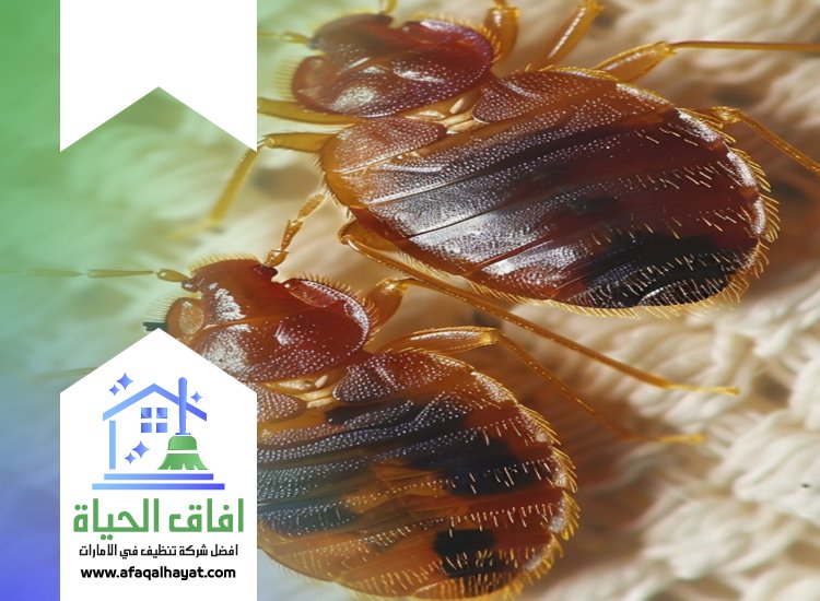 شركة مكافحة بق الفراش في الفجيرة