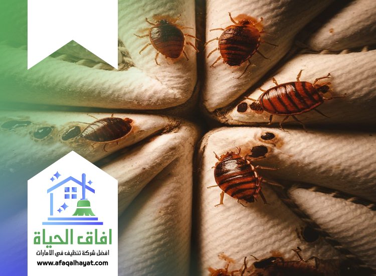 شركة مكافحة بق الفراش في الفجيرة