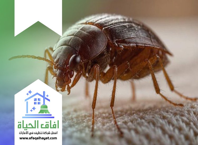 شركة مكافحة بق الفراش في الفجيرة
