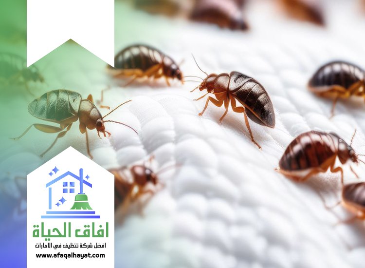 شركة مكافحة بق الفراش في ام القيوين