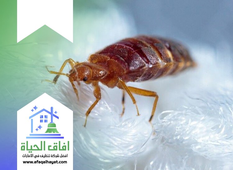 شركة مكافحة بق الفراش في ام القيوين