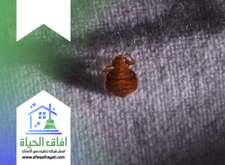 شركة مكافحة بق الفراش في ام القيوين