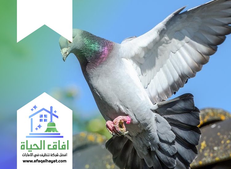 شركة مكافحة الحمام في دبي