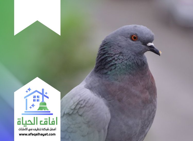 شركة مكافحة الحمام في الفجيرة