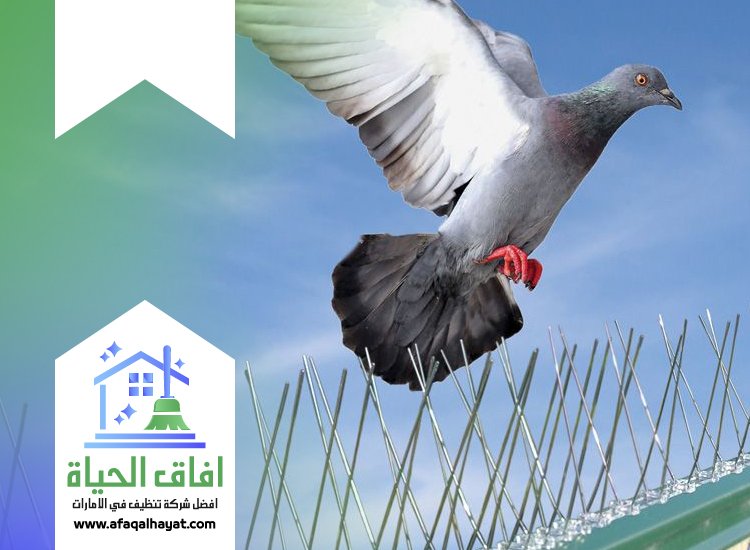 شركة مكافحة الحمام في الفجيرة