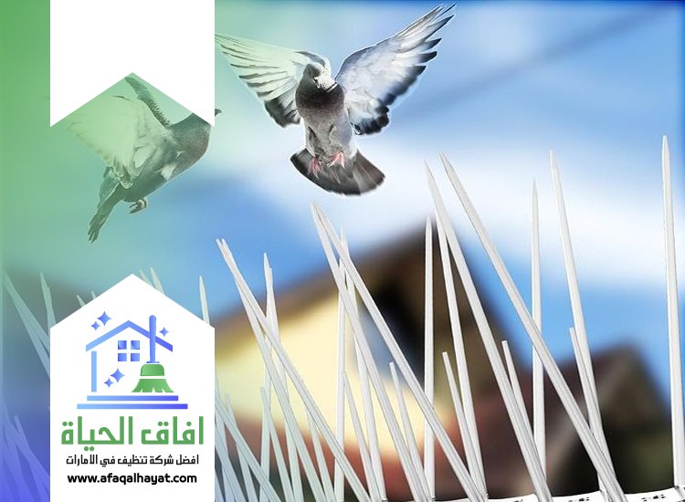 شركة مكافحة الحمام في راس الخيمة