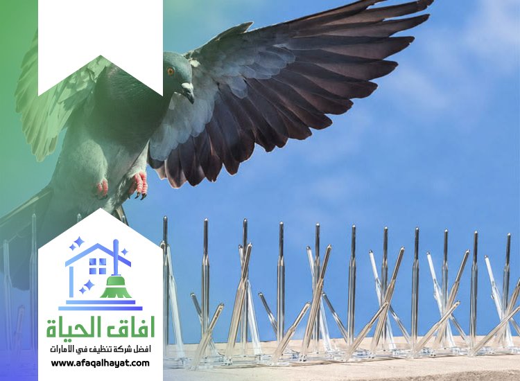 شركة مكافحة الحمام في الفجيرة 0545142280 | افاق الحياة