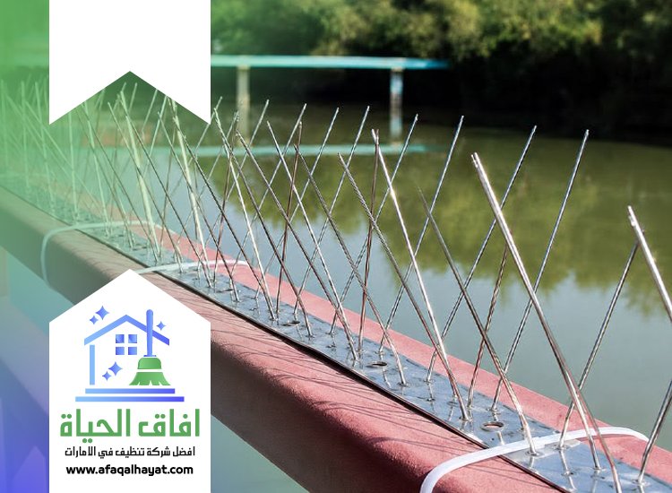 شركة مكافحة الحمام في راس الخيمة