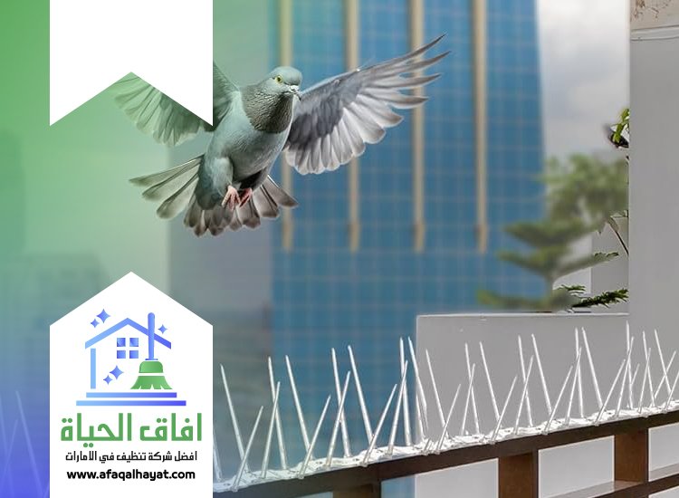 شركة مكافحة الحمام في راس الخيمة
