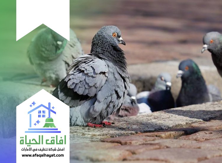 شركة مكافحة الحمام في راس الخيمة 0545142280 | افاق الحياة