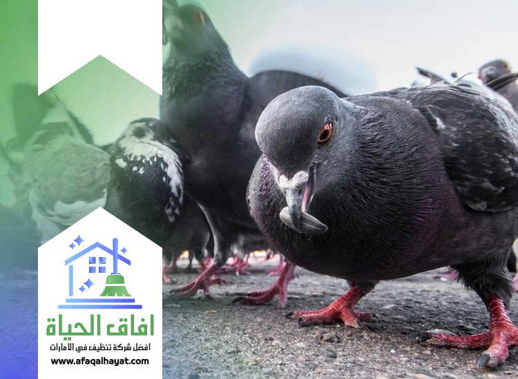 شركة مكافحة الحمام في عجمان