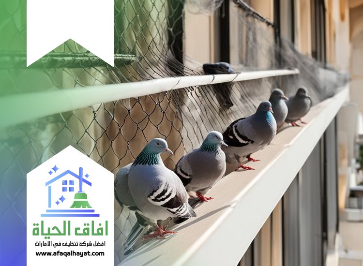 شركة مكافحة الحمام في عجمان