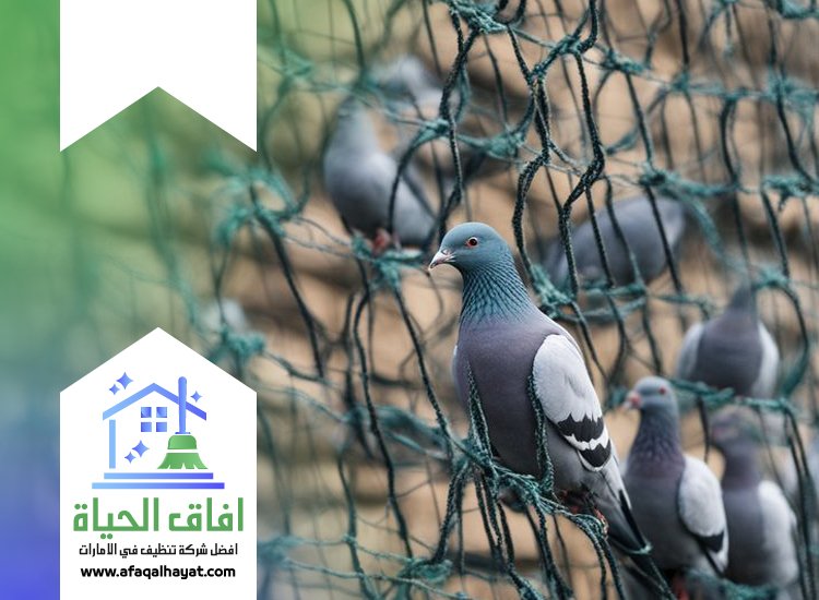 شركة مكافحة الحمام في عجمان