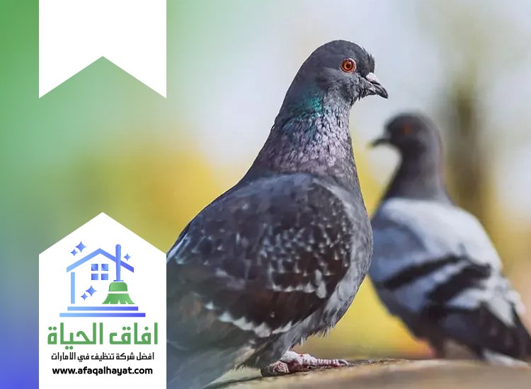 شركة مكافحة الحمام في دبي
