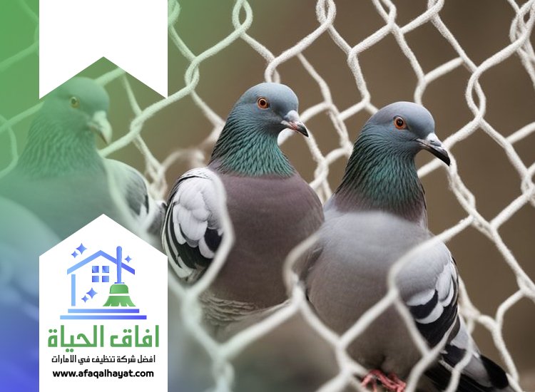 شركة مكافحة الحمام في عجمان 0545142280 | افاق الحياة