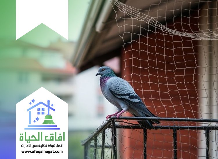 شركة مكافحة الحمام في الشارقة