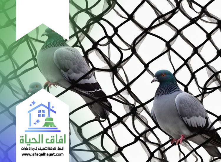 شركة مكافحة الحمام في الشارقة