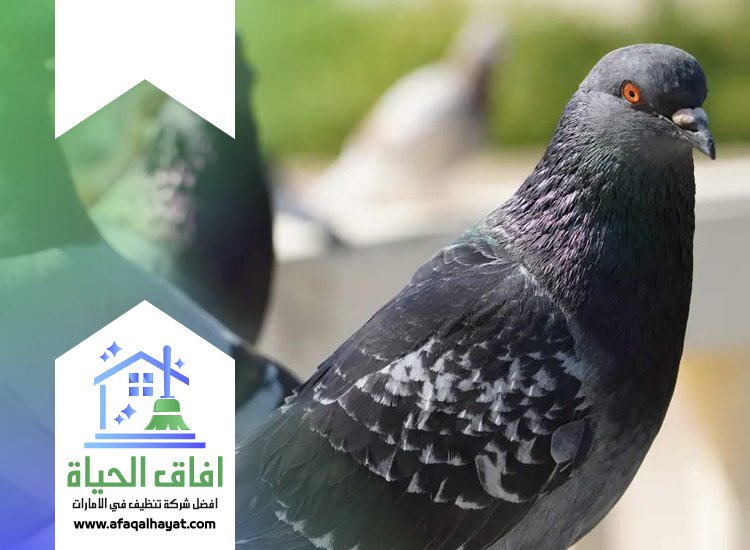 شركة مكافحة الحمام في الشارقة 0545142280 | افاق الحياة