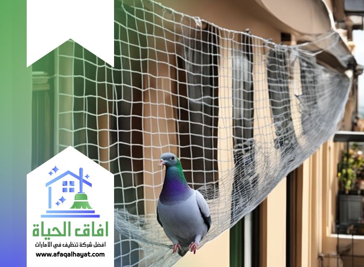 شركة مكافحة الحمام في دبي