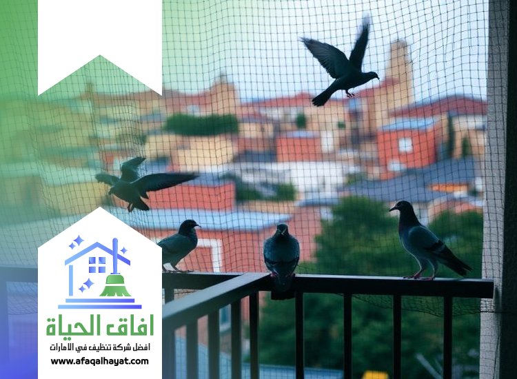 شركة مكافحة الحمام في دبي