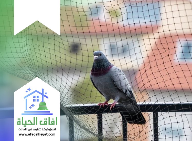 شركة مكافحة الحمام في ام القيوين