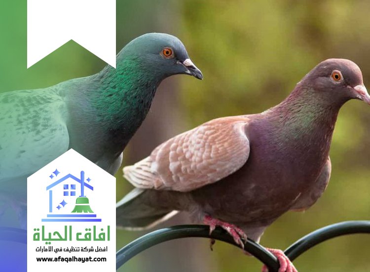شركة مكافحة الحمام في ام القيوين 0545142280 | افاق الحياة