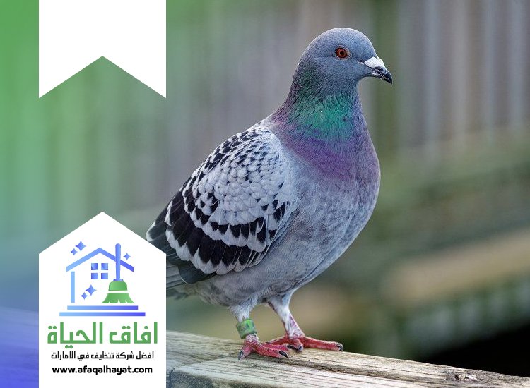 شركة مكافحة الحمام في الفجيرة